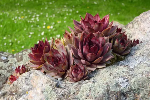 landscape rockery seattle
